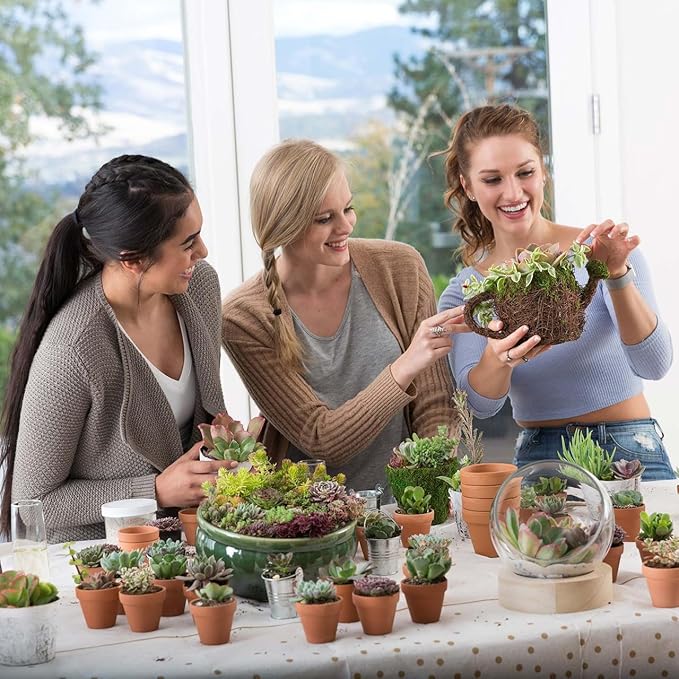 Mountain Crest Gardens Assorted Succulents Bulk Pack - 100 Live Plants in 2 Inch Pots - Real Indoor/Outdoor Succulents for DIY, Gifts, Weddings, and Home Decor