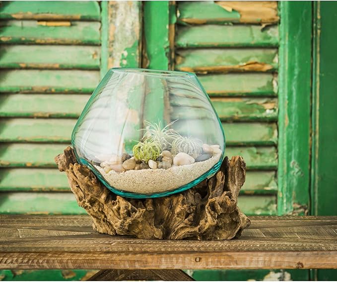 Cape Craftsmen 10" Hand-Blown Blue Tinted Bubble Glass On Natural Teak Driftwood Terrarium Kit | Home Décor Indoor Planter with Stand | Pot for Succulent and Plants