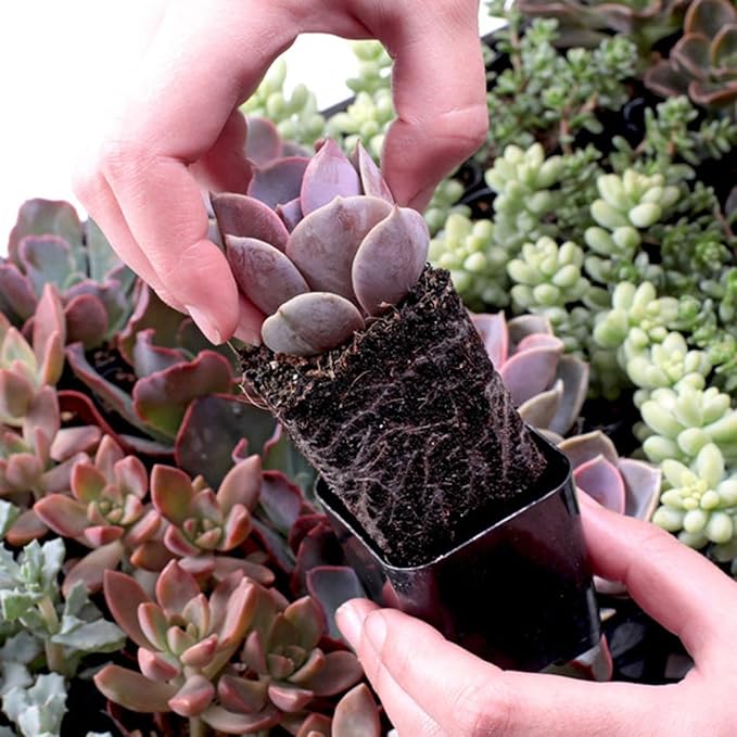 Mountain Crest Gardens Ultimate Succulent Variety Pack - 50 Unique Live Plants, Many Types, Rooted in 2 inch Pots - Indoor/Outdoor Real Succulents for Garden Decor, Favors, DIY Arrangements