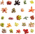Live Assorted Succulent Cuttings | UNROOTED Succulent Cuttings | Starter Indoor House Plants for Bulk Home, Garden or DIY Gift (25 Pack)