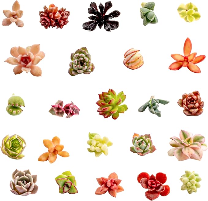 Live Assorted Succulent Cuttings | UNROOTED Succulent Cuttings | Starter Indoor House Plants for Bulk Home, Garden or DIY Gift (25 Pack)