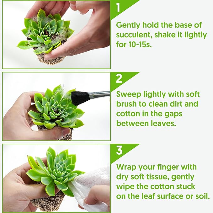 Sprout N Green 200 Live Succulent Plants, 10 Assorted Varieties of Real Succulents Rooted in 2" Pot with Soil, Small Indoor House Plants for Home Garden Wedding Decor Party Favor