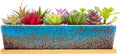 Succulent Pots - 12.1 Inch Large Succulent Planters Pots with Drainage Tray, Long Rectangle Ceramic Pot for Indoor Cactus/Succulent Plants Shallow Bonsai Window Box for Home Garden Decor (Blue)