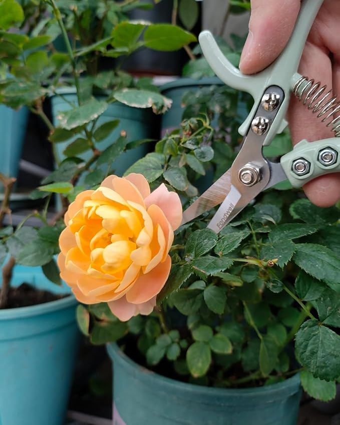 Fondwell 6" Pruning Shears Garden Scissors: Ultra Sharp Garden Clippers - Reliable Flower Snips for Trimming Small Plants