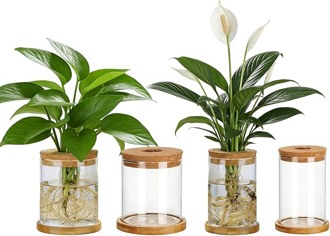 4 Set Glass Plant Propagation Station for Plants - 2 Large & 2 Small for Plant Cuttings Hydroponic Vases with Lid & Bamboo Stand Desktop Propagation Vases for Living Room, Bedroom, Office