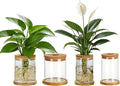 4 Set Glass Plant Propagation Station for Plants - 2 Large & 2 Small for Plant Cuttings Hydroponic Vases with Lid & Bamboo Stand Desktop Propagation Vases for Living Room, Bedroom, Office