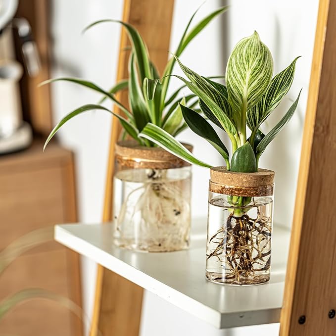 Snminetal Glass Plant Propagation Station Set of 6, Modern Desktop Flower Vase for Succulent Cuttings, Home Office Decoration, Ideal Housewarming Gift for Living Room, Bedroom