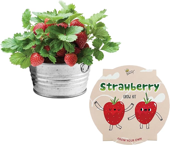 BUZZY Seeds Mini Basin Gardening Kit with Strawberry Seeds for Planting, Flowering Fruit Starter Set, Indoor Plants, DIY Plant Project, Party Favor