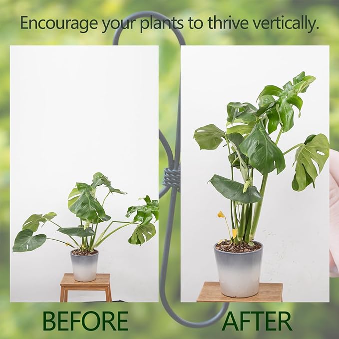 Yohsnor Monstera Plant Stem Support Set - 7.5x7.5 Inch Durable Stabilizers for Indoor Climbing Plants and Leaf Holders - Promote Healthy Growth and Stability (5 Pieces)