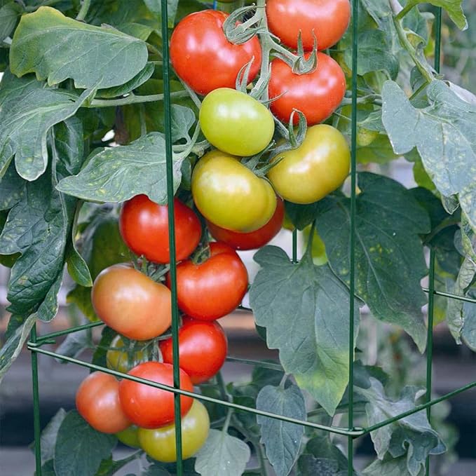 MTB Green Square Folding Tomato Cage Plant Support Tower 12 inch by 46 inch, Pack of 5 Sets