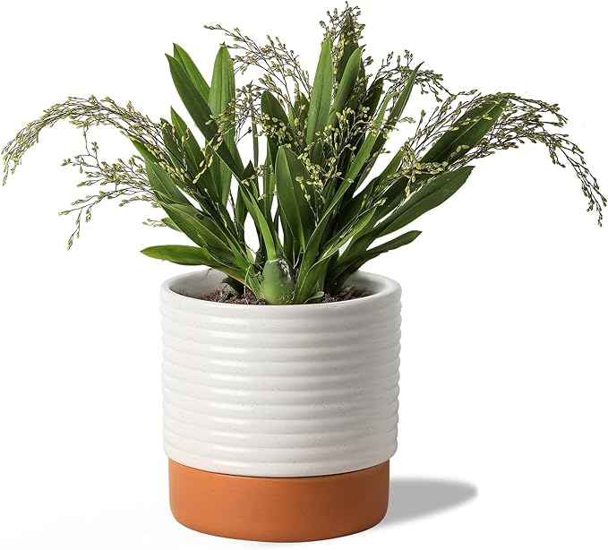 Self Watering Plant Pot : 8 Inch Ceramic Planter with Drainage Hole & Water Storage Plus - Flowerpot for Indoor & Outdoor Plants (Cream White & Red-Brown)