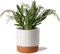 Self Watering Plant Pot : 8 Inch Ceramic Planter with Drainage Hole & Water Storage Plus - Flowerpot for Indoor & Outdoor Plants (Cream White & Red-Brown)