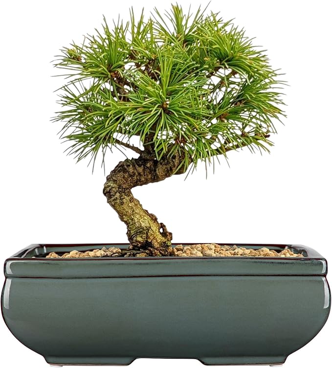 Set of 2 Green Glazed Ceramic Bonsai Pots, 9.8" & 7.4" Shallow Bonsai Pots Planters with Drainage for Indoor/Outdoor Plants, Rectangular Bonzie Tree Pot for Succulents, Cacti, Orchids, Herbs, Flowers