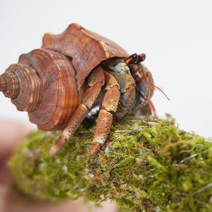 25 Inch Hermit Crab Climbing Toys, Bendable Hermit Crab Supplies, Ideal Hermit Crab Habitat Tank Terrarium Accessories