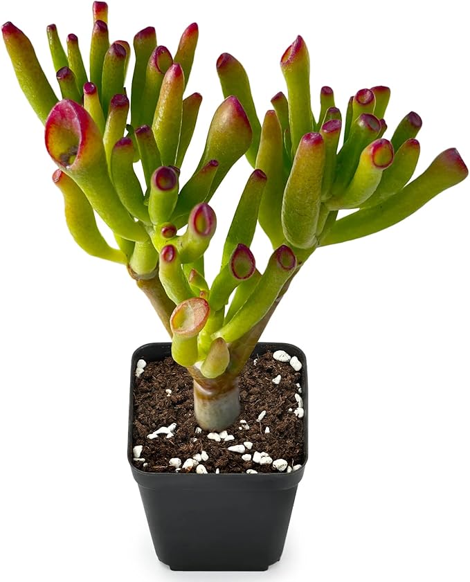 Sprout N Green Jade Succulent Collection, 4 Live Succulent Plant Fully Rooted in 2inch Starter Pot, Home Office Indoor Outdoor Wedding Decoration DIY Projects Party Favor