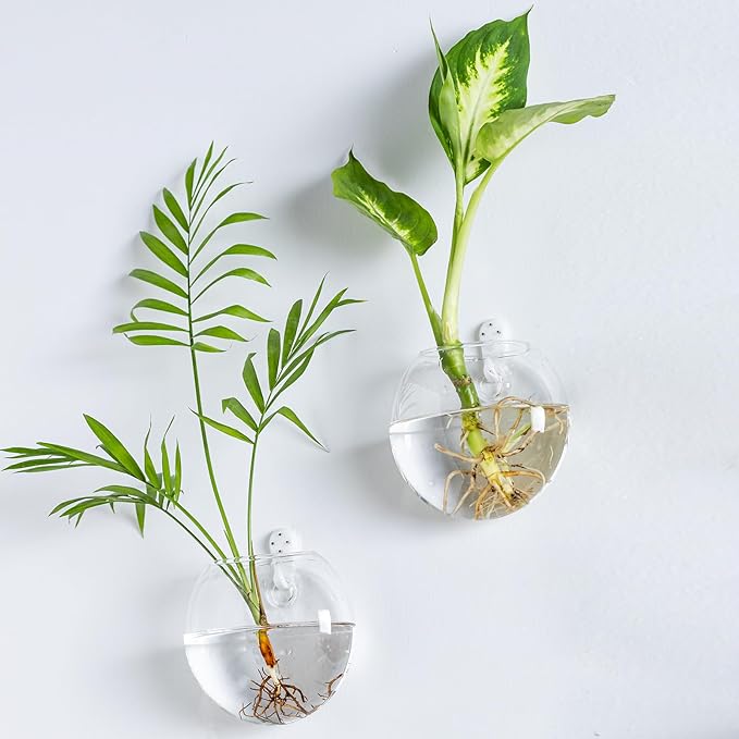 Wall Mount Plant Propagation Station - Clear Hydroponic Glass Vase, Oblate Planter for Indoor Plants | Perfect for Home, Office, Bathroom Decor | Gift for Plant Lovers (6)