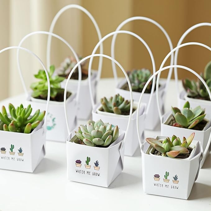 40pcs Watch Me Grow Succulents Wraps [NOT Include Plants and Pots]-[Fits 2 Inch Pots] Succulent Gift Wraps Bags Decoration Succulent Sleeve for Baby Shower Favors Ideas,White