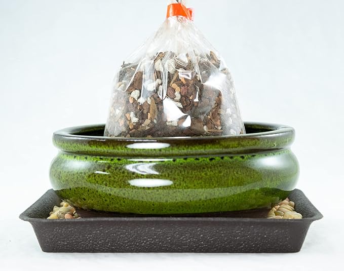 6 inch Oval Moss Green Glazed Bonsai / Succulent Pot + Soil + Tray + Rock + Mesh Kit