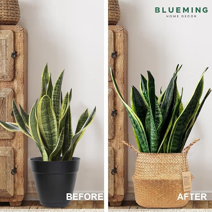 Plant Baskets – Set of 2, Twin Pack Large Hand Woven Seagrass Rattan Belly Planter with Handles for Plant Pots, Home Decor, Organizer, Laundry (Original, 12 Inch x 10 Inch)