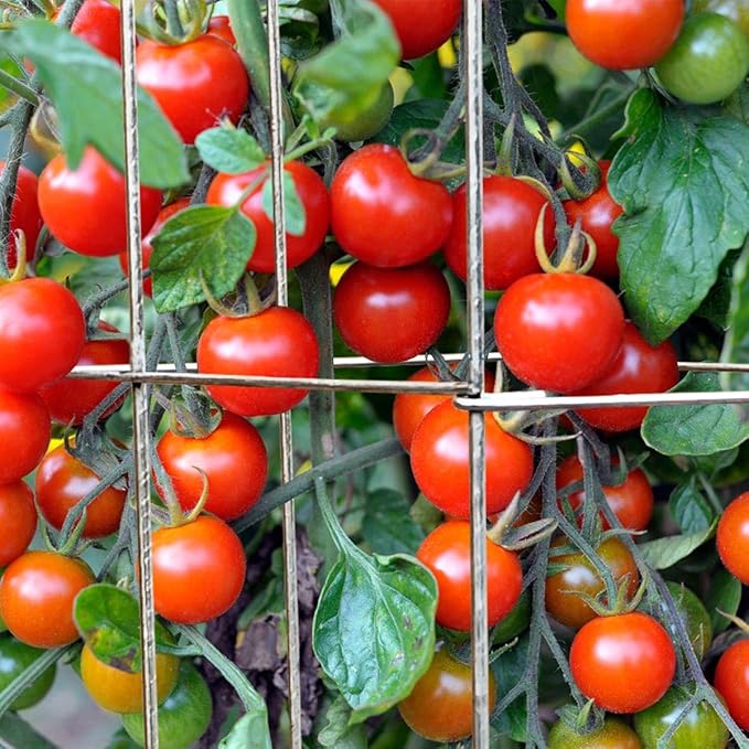 46" Height 12" Width 5PCS Galvanized Square Folding Tomato Cage,Plant Support Stake Tower