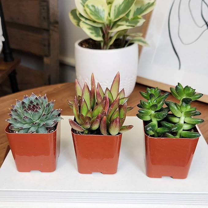 Succulents Plants Live (6PK) Potted Succulent Plants Live House Plants, Cactus Plants Live Plants Indoor Plants Live Houseplants, Indoor Plant Succulents Live Plant House Plant by Plants for Pets