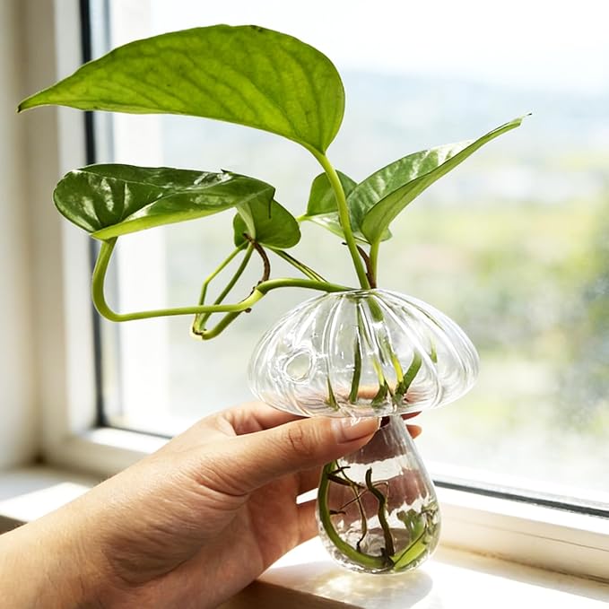 6Pcs Window Propagation Stations Colored Mushroom Propagation Vases with 8Pcs Suction Cups Glass Window Wall Hanging Planter Holder Small Bud Vases for Flowers Plant Home Decor
