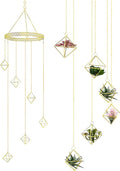 Willinglong 6 Pcs Hanging Air Plant Holder, Gold Tillandsia Air Plant Holders Unique, Airplants Live Holders, Air Fern Macrame Display for Indoor Home Office Ceiling Wall Decor