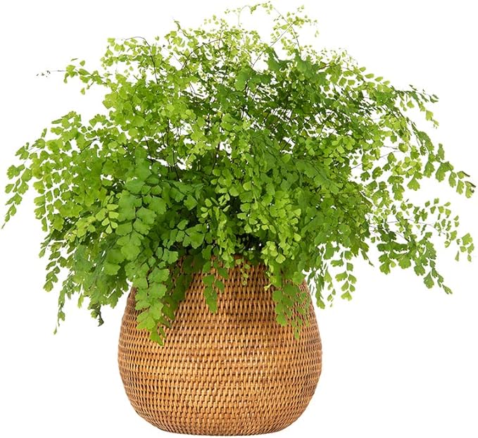 KOUBOO La Jolla Coco Rattan Bowl, Honey-Brown, Large Planter