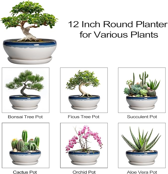 SQOWL Bonsai Tree Pots - 12 Inch Ceramic Succulent Planters, Large Bonsai Pot with Drainage Hole and Tray, Shallow Planter Indoor, Bowl Round Planter, Home Decor, Plant Lover Gift, Blue Off-White