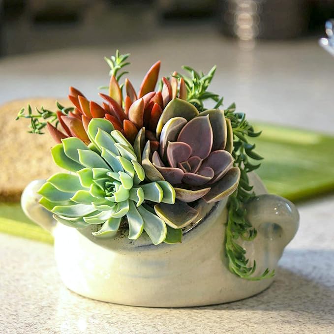 Altman Plants, Live Succulent Plants (12 Pack) Assorted Potted Succulents Plants Live House Plants in Cacti and Succulent Soil Mix, Cactus Plants Live Indoor Plants Live Houseplants in Planter Pots