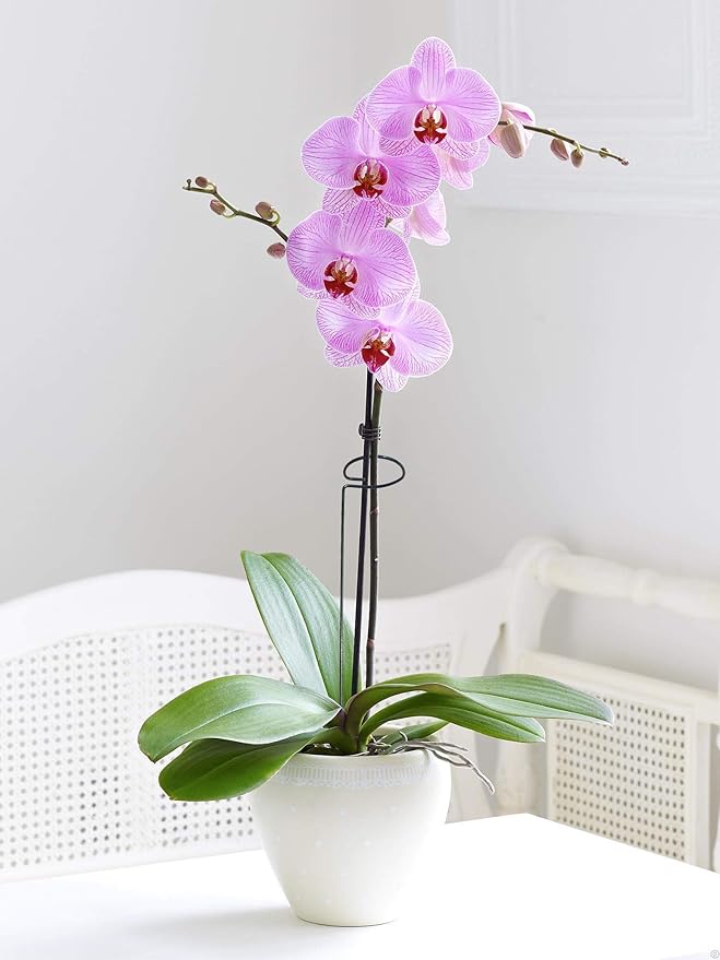 10 Pieces 24 inch Green Single Stem Plant Stakes Flower Support Rings,Gardening Planter Cages for Single Stem Flowers, Amaryllis, Peony, Lily,Narcissus
