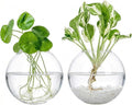 Kingbuy Wall Hanging Glass Planter Propagation Station - 2 Pack Oblate Globe Wall-Mounted Vases for Indoor Hydroponic Air Plants Bathroom Living Room Office Decor Gift for Women, Mom, Plants Lovers
