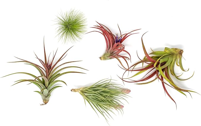 Premium Florida-Grown Collection of Tillandsia Air Plants - Wholesale and Bulk - Succulents - Live Tillandsia - Easy Care Indoor and Outdoor House Plants (Set of 10)
