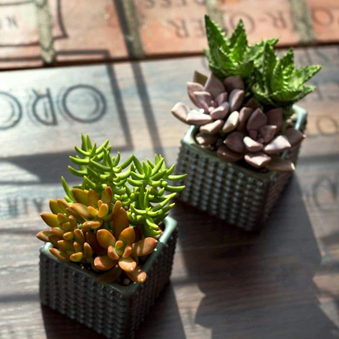 Altman Plants, Live Succulent Plants (12 Pack) Assorted Potted Succulents Plants Live House Plants in Cacti and Succulent Soil Mix, Cactus Plants Live Indoor Plants Live Houseplants in Planter Pots