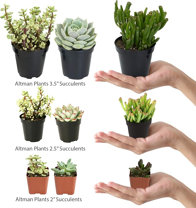 Altman Plants, Assorted Cactus Plants Live Succulents (8 Pack), Live Cactus Plant Lover Gifts, Cacti Succulents Plants Live Houseplants, Succulent Indoor Plants Live Plants in Cactus Soil Potting Mix