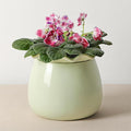 Fayoula Self Watering Plant Pot, 6 Inch African Violet Pots Maintenance, Ceramic Self-Watering Planter for Indoor Plants - Ideal Flower Pot for Thriving Indoor Gardens, Green
