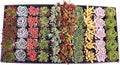 Mountain Crest Gardens Assorted Succulents Bulk Pack - 50 Live Plants in 2 Inch Pots - Real Indoor/Outdoor Succulents for DIY, Gifts, Weddings, and Home Decor