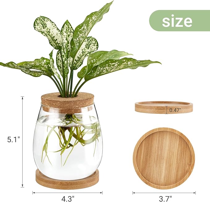 Dahey Plant Propagation Jars Plant Terrarium Glass Vase with Wooden Saucer and Cork Planter Station for Growing Hydroponic Plants Indoor Table Centerpirce Home Office Decor, Set of 2