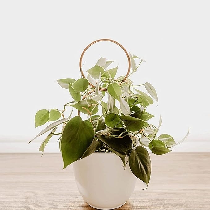 5PCS Gold Metal Trellis for Potted Plants, Plant Support Stake for Climbing Plants Indoor, Small Plant Support for Garden Indoor Houseplant, Flower Orchids Monstera Hoya Pothos Philodendron
