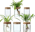 Plant Propagation Stations for Plants, 2 Size Glass Propagation Vases for Propagating Hydroponic Indoor Home Office Decor, Tabletop Glass Planter Gift for Plant Lovers (6)