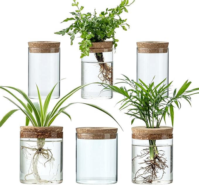 Plant Propagation Stations for Plants, 2 Size Glass Propagation Vases for Propagating Hydroponic Indoor Home Office Decor, Tabletop Glass Planter Gift for Plant Lovers (6)