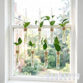 Bunmery 8 pcs Window Propagation Stations, Plastic Plant Propagation Tubes with Suction Cups & Traceless Nails, Easy to Install Window Wall Hanging Planter Terrarium Vase