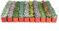 Shop Succulents Rosette Succulent Plant Pack Bulk Collection, Live Mini Succulent Plants, Low Maintenance, Floral Shaped Mix of Colors & Textures - Wedding and Party Favors, Gift & Garden, Pack of 100