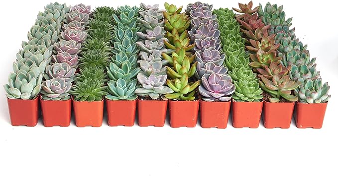 Shop Succulents Rosette Succulent Plant Pack Bulk Collection, Live Mini Succulent Plants, Low Maintenance, Floral Shaped Mix of Colors & Textures - Wedding and Party Favors, Gift & Garden, Pack of 256