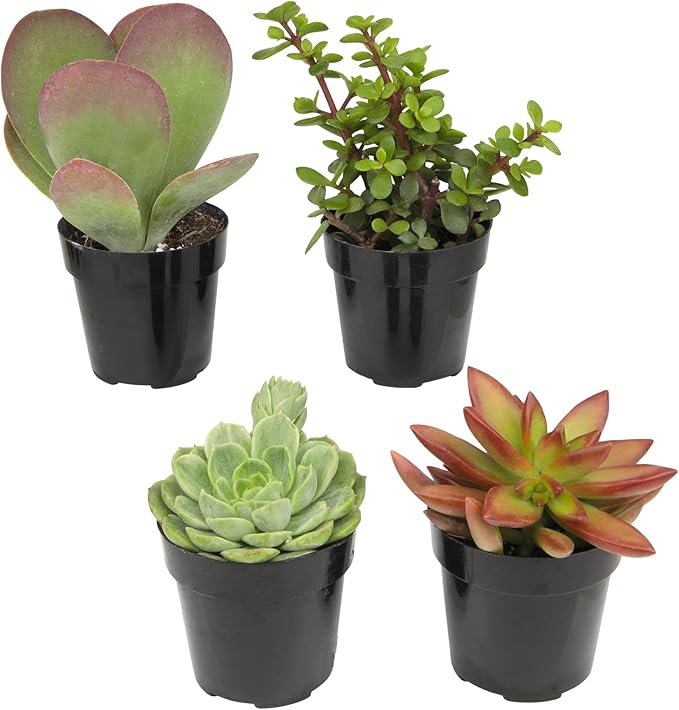 Altman Plants, Live Succulents Plants Live Houseplants (4PK), Succulent Plant Lover Gifts, Live Indoor Plants in Potting Soil, Live Plants Indoor Cactus Plants Live Succulent Plants Live House Plants