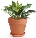 INGOFIN Terracotta Pot with Saucer - 10 Inch Ceramic Clay Pot for Plants with Drainage Hole, Large Terra Cotta Flower Planter with Tray for Indoor Outdoor Plants