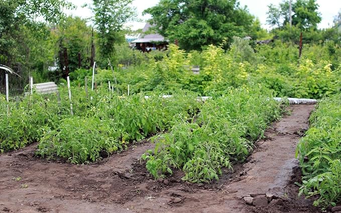 Beginner's Garden Seed Kit – Non-GMO, High Germination Seeds for Bell Peppers, Basil, Tomatoes, Mixed Greens & More - Includes 10 Coco Coir Starter Pucks and Beginners Guide