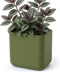 Phoenix Vine 6.5 Inch Wall Mounted Self-Watering Planter Pot for Indoor Houseplants and Herbs | Hanging Planter for Window Sills, Bathroom Walls, Home & Office Décor, Olive, Set of 1, 01-C-F-1