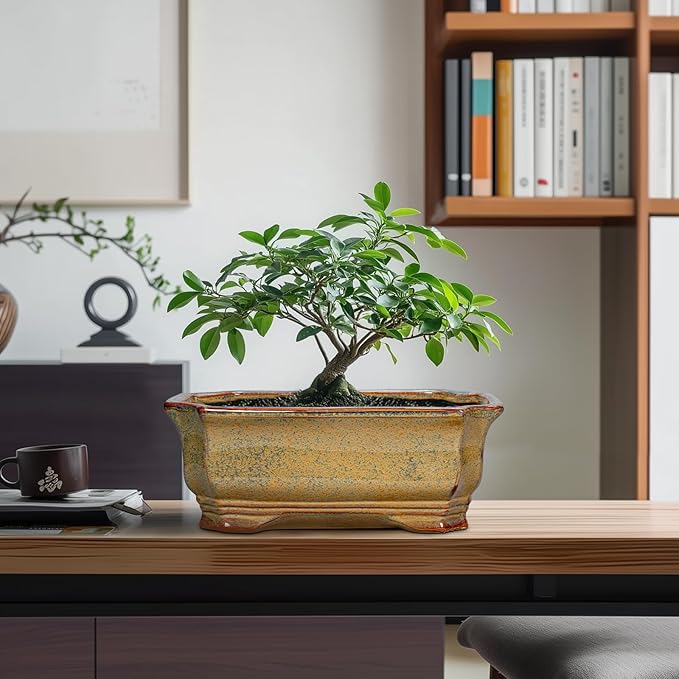 Bonsai Tree Pots 11.6 Inch - Ceramic Bonsai Planter for Succulent Plants, Succulent Pots with Drainage Hole, Large Indoor Flower Pot, Home Decor, Plant Lover Gifts, Rectangular Yellowish Brown