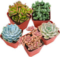 Sprout N Green 200 Live Succulent Plants, 10 Assorted Varieties of Real Succulents Rooted in 2" Pot with Soil, Small Indoor House Plants for Home Garden Wedding Decor Party Favor